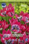 Тюльпан хумилис Литтл Бьюти (Tulipa humilis Little Beauty), 15 шт (разбор 6/7)