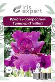 Ирис высокорослый Триллер (Thriller), 1 шт