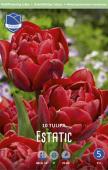 Тюльпан Эстетик (Tulipa Estatic), 10 шт (разбор 12/14)