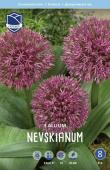 Аллиум Невскианум (Allium nevskianum), 3 шт (разбор 14/16)