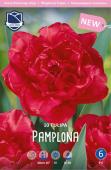 Тюльпан Памплона (Tulipa Pamplona), 10 шт (разбор 11/12)