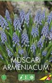 Мускари Арменикум (Muscari armeniacum), 10 шт (разбор 7/8)