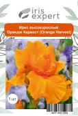 Ирис высокорослый Оранж Харвест (Orange Harvest), 1 шт