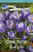 Крокус Гранд Матр (Crocus Grand Maitre), 25 шт (разбор 8/9)