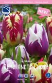 Тюльпан Рембрандт Чойз смесь (Tulipa Rembrandt's Choice), 15 шт