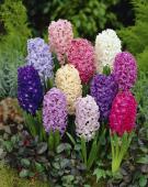 Гиацинт смесь (Hyacinthus Mixed), 5 шт (разбор 16/17)