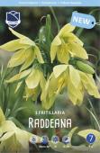 Рябчик Радде (Раддеана) (Fritillaria raddeana), 1 шт (разбор 18/20)