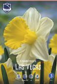 Нарцисс Лас Вегас (Narcissus Las Vegas), 5 шт (разбор 12/14)