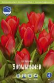 Тюльпан Шоувиннер (Tulipa Showwinner), 10 шт (разбор 11/12)