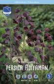 Рябчик персидский (Fritillaria persica), 1 шт (разбор 20/22)