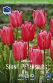 Тюльпан Санкт Петербург (Tulipa Saint Petersburg), 10 шт (разбор 12/14)