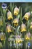 Рябчик Ува вульпис (Fritillaria uva-vulpis), 15 шт (разбор 8/9)