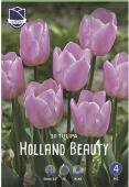 Тюльпан Холланд Бьюти (Tulipa Holland Beauty), 10 шт (разбор 12/14)