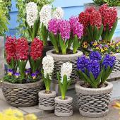 Гиацинт смесь сортов (Hyacinthus Mixed), 3 шт (горшечный, разбор 18/19!)