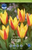 Тюльпан Стреза (Tulipa Stresa), 10 шт (разбор 12/14)