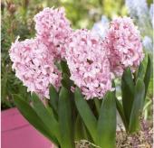 Гиацинт Принц оф Лав (Hyacinthus Prince of love), 5 шт (разбор 16/17)