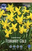 Нарцисс Фебруари Голд (Narcissus February Gold), 5 шт (разбор 12/14)