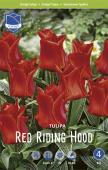 Тюльпан Рэд Райдинг Худ (Tulipa Red Riding Hood = Roodkapje), 25 шт (разбор 11/12)