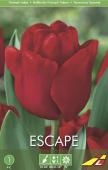 Тюльпан Эскейп (Tulipa Escape), 5 шт (разбор 11/12)