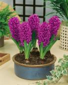 Гиацинт Мисс Сайгон (Hyacinthus Miss Saigon), 5 шт (разбор 16/17)