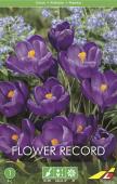 Крокус Флауер Рекорд (Crocus Flower Record), 5 шт (разбор 8/9)