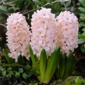 Гиацинт Чайна Пинк (Hyacinthus China Pink), 5 шт (разбор 16/17)