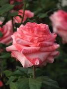 Саженец роза Артур Римбо (Arthur Rimbaud)
