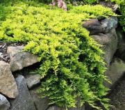 Можжевельник горизонтальный	Juniperus horizontalis Golden Carpet С3 20-25cm