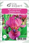 Ирис карликовый Разбэри Джем (Raspberry Jam), 1 шт