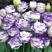 Эустома Кармен Блю Рим 5 шт