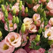 Эустома Супер Мэджик F1 Эприкот 5 шт