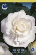 Бегония махровая Уайт (Double WHITE), 3 шт (разбор 6/7)