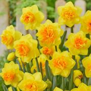 Нарцисс Дабл Санрайз (Narcissus Double Sunrise), 5 шт (разбор 12/14)
