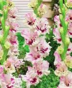 Гладиолусы ГОФРИРОВАННЫЕ "Серия Russia Line" 90-120 см