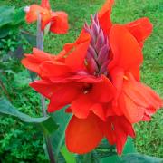 КАННА (ЗЕЛЕН)