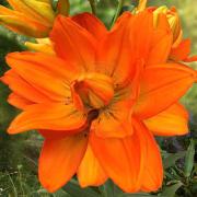 ЛИЛИЯ. LA гибриды, махровые