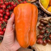 Перец сладкий Оранжевый Ламуйо от Юрия F1