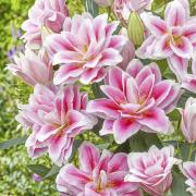 Лилия восточная Роузлили Микаэла (Roselily Mikaela), 3 шт (разбор 14/16)