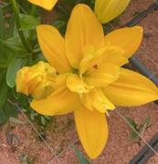 Лилия Беверли Голд 16\18