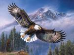 "Белоголовый орлан" живопись на холсте 40х50см