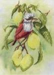 "Птичка на ветке лимона "  набор диз.канва+мулине