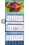 2016 Календарь 14602 Год обезьяны.Орангутанг на