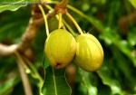 Масло HEMANI Oil Shea Butter 30 мл/Масло Ши 