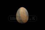 71275-1 Яйцо из песочной яшмы 1,6" 40*30 мм