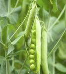 Семена "Зеленый уголок"  Горох посевной  (зеленое удобрение, кормовая культура)