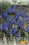Iris reticulata HARMONY