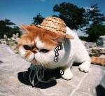Соломенная шляпа для домашних животных