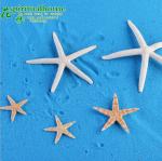Набор натуральных морских звезд 5 штук 214