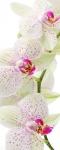 Рулонная штора термоблэкаут Орхидея веточка                (d-200730-gr)