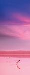 Рулонная штора термоблэкаут Фламинго на закате                (d-200789-gr)